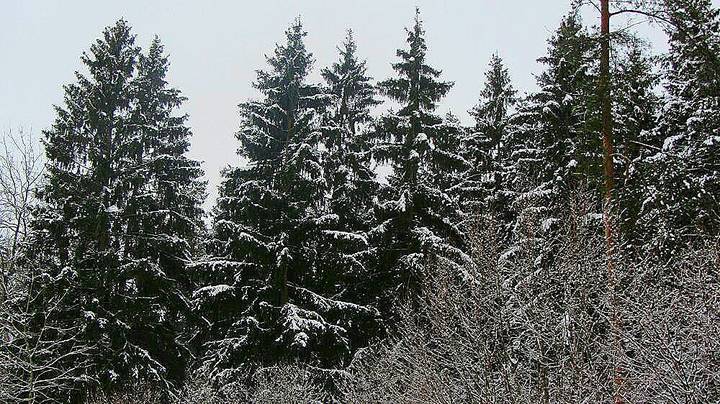 Зимний  лес