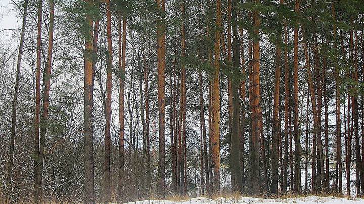 Зимний лес 