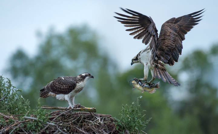 Osprey