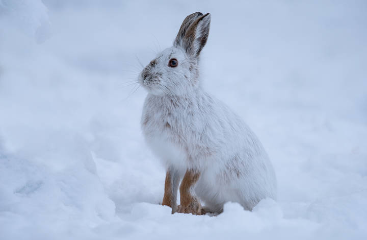 Snowshoe hare