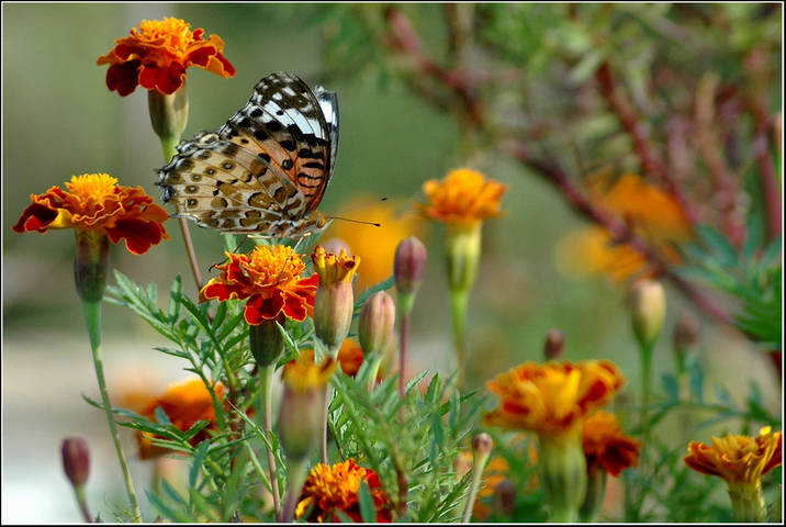 Природа