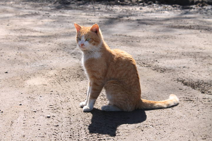 Рыжий Кот