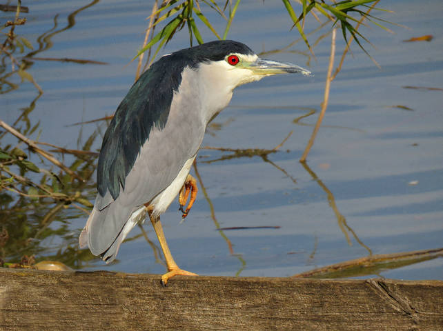Кваква (Nycticorax nycticorax)
