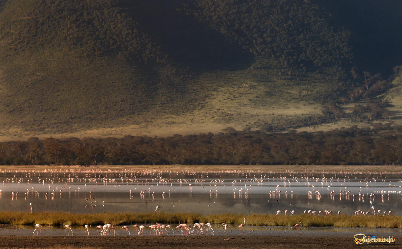 "Страна, где много-много диких ... фламинго"...Танзания!