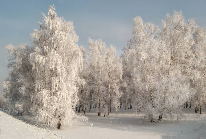 Белоснежные.
