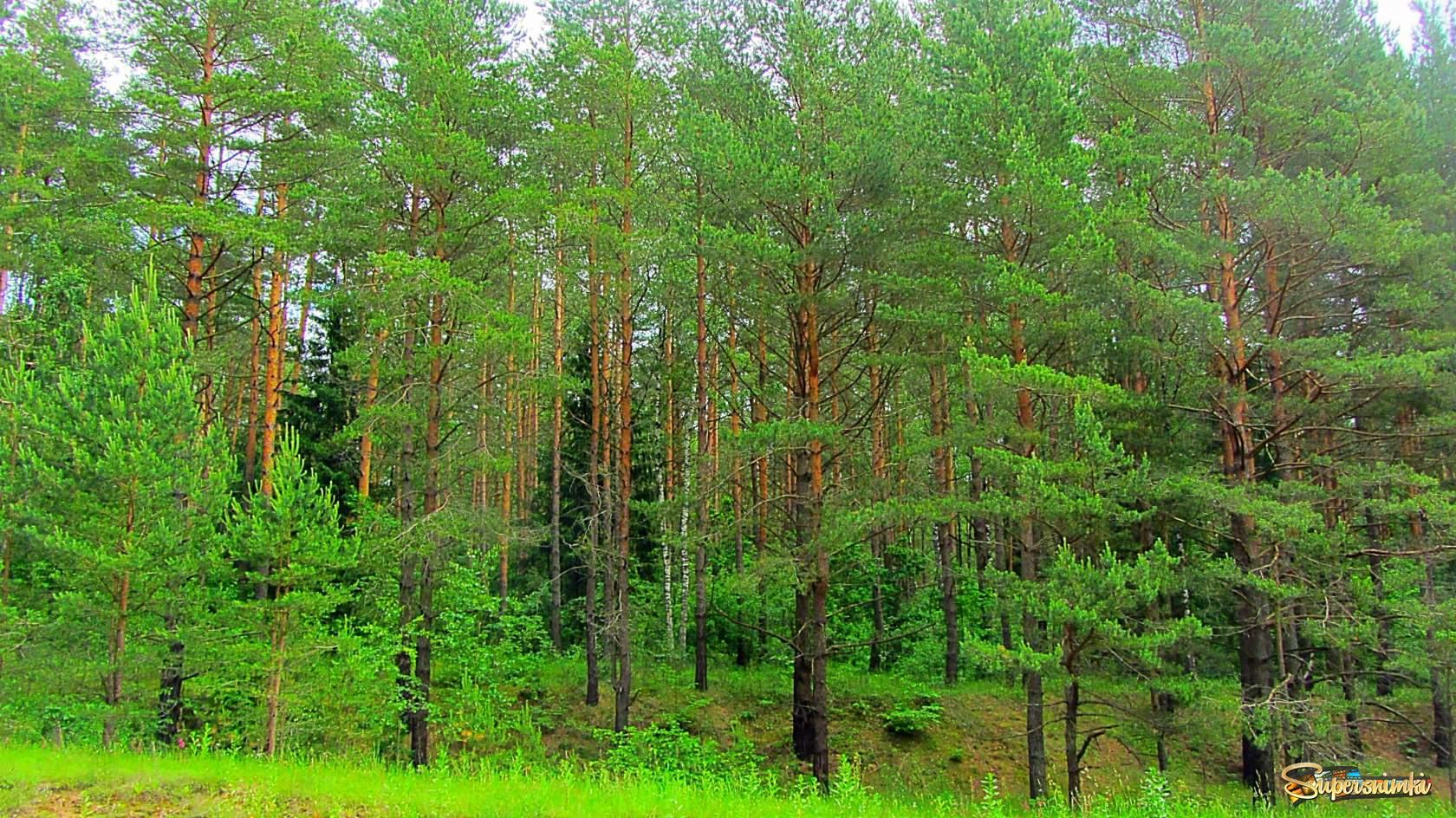 Яркие краски летнего леса