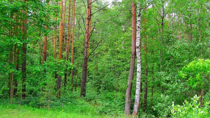 Прогулка по лесу