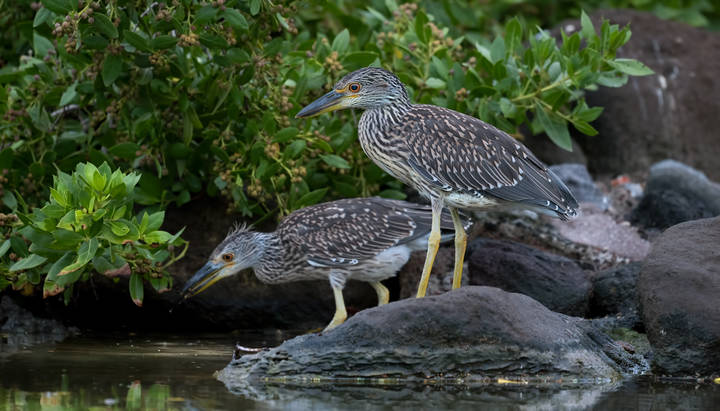 Yellow-crowned Night-Heron ( juvenile)