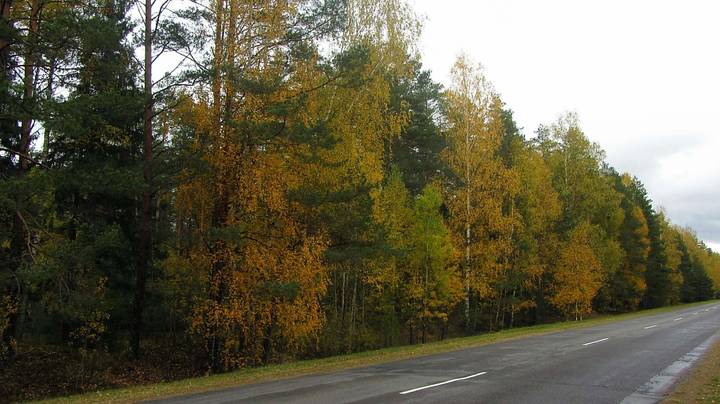 Осенний лес