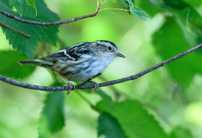 Black-and-white warbler ~ Mniotilta varia