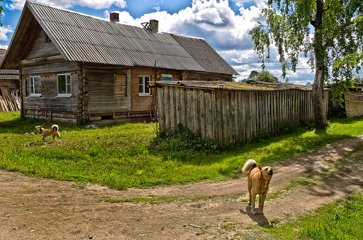 Каргопольские Жучки