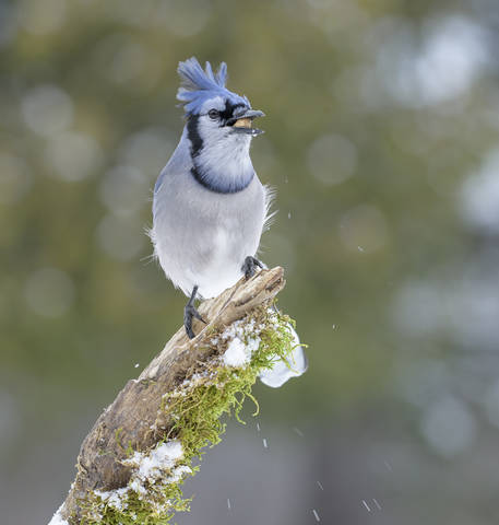 Blue Jay