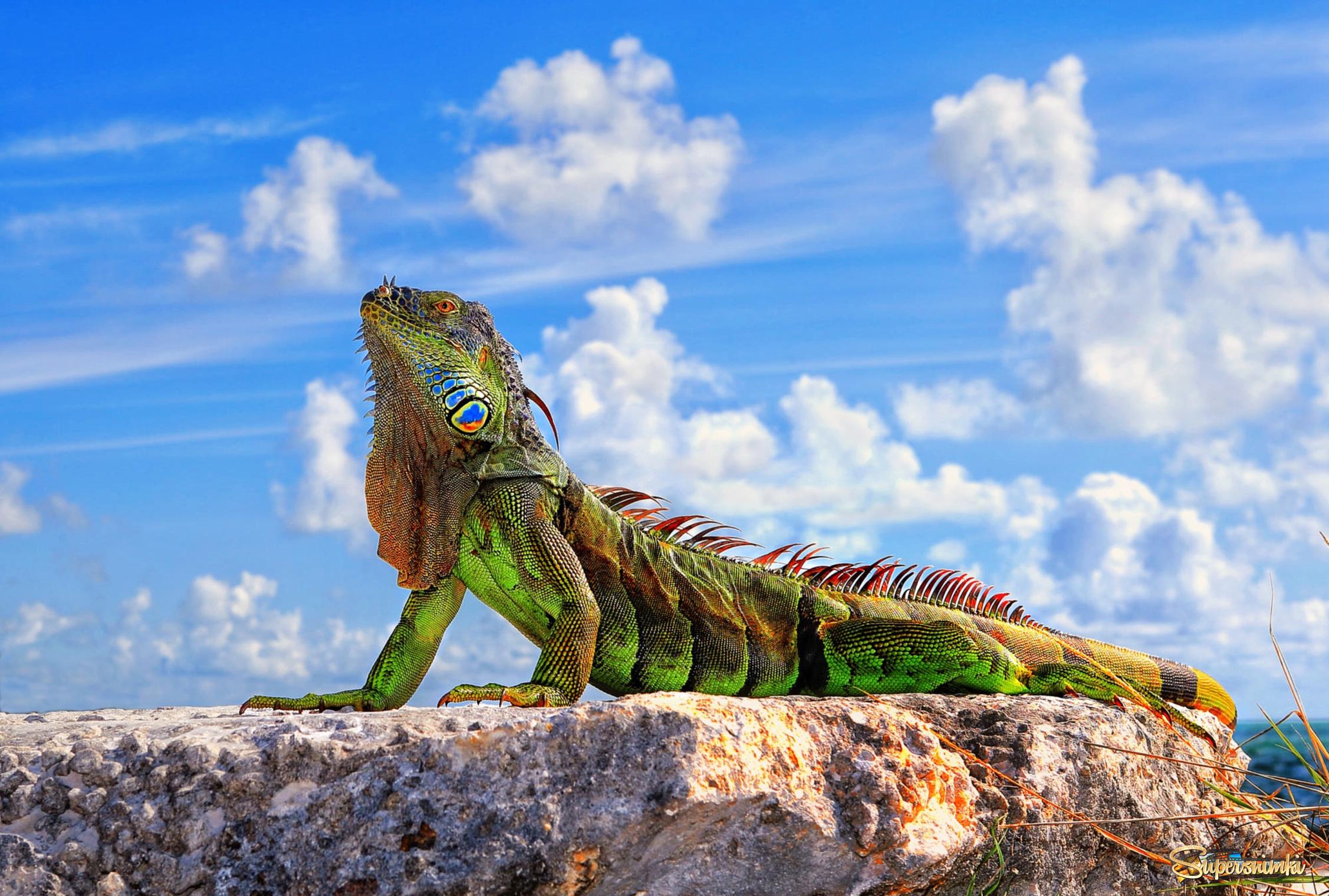 Dragon of Key West