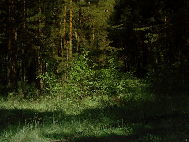 Дебри лесные.
