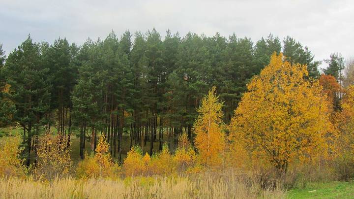 Осень 