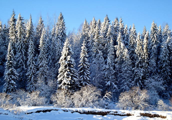 Еловая стена.