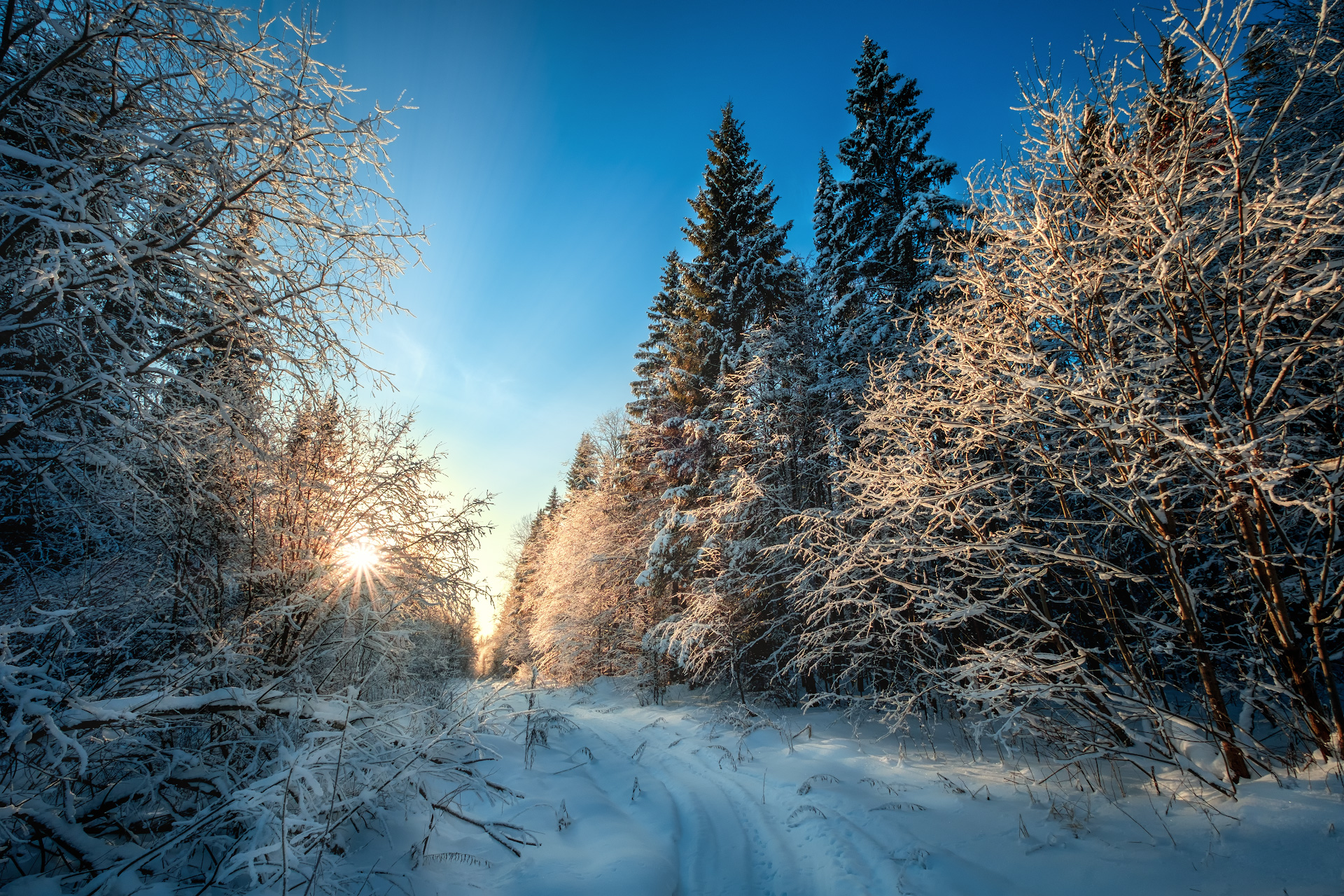 Пейзаж зимний лес. Зимний лес. Зимние пейзажи на рабочий стол. Зимой в лесу. На аву зима лес.