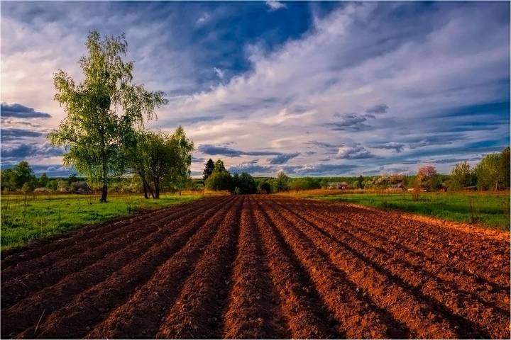 Поле на закате