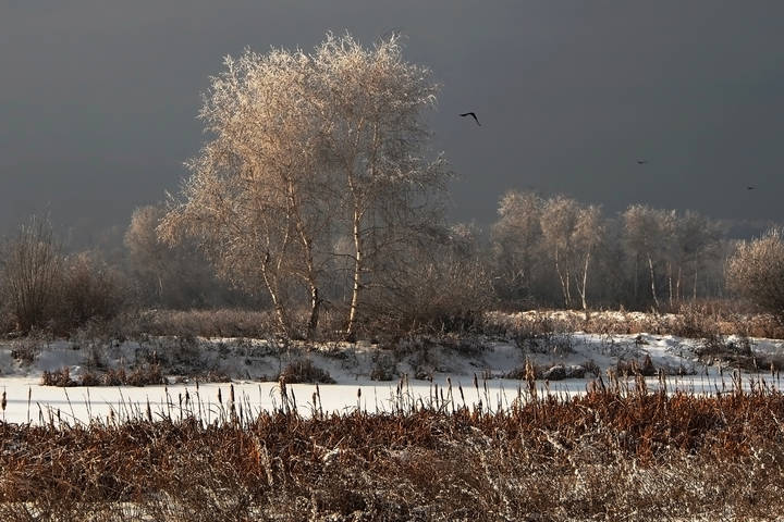 Замёрзли берёзки...