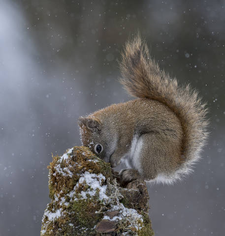 American red squirrel