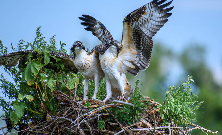 Osprey (juveniles)