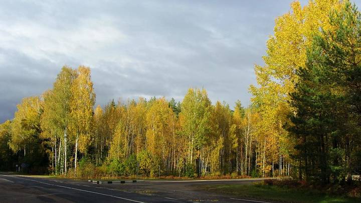 Саровский лес осень