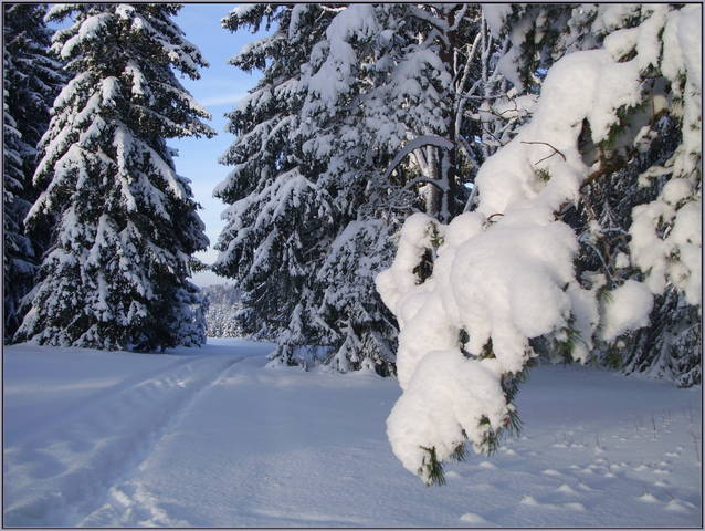 Зимний лес.