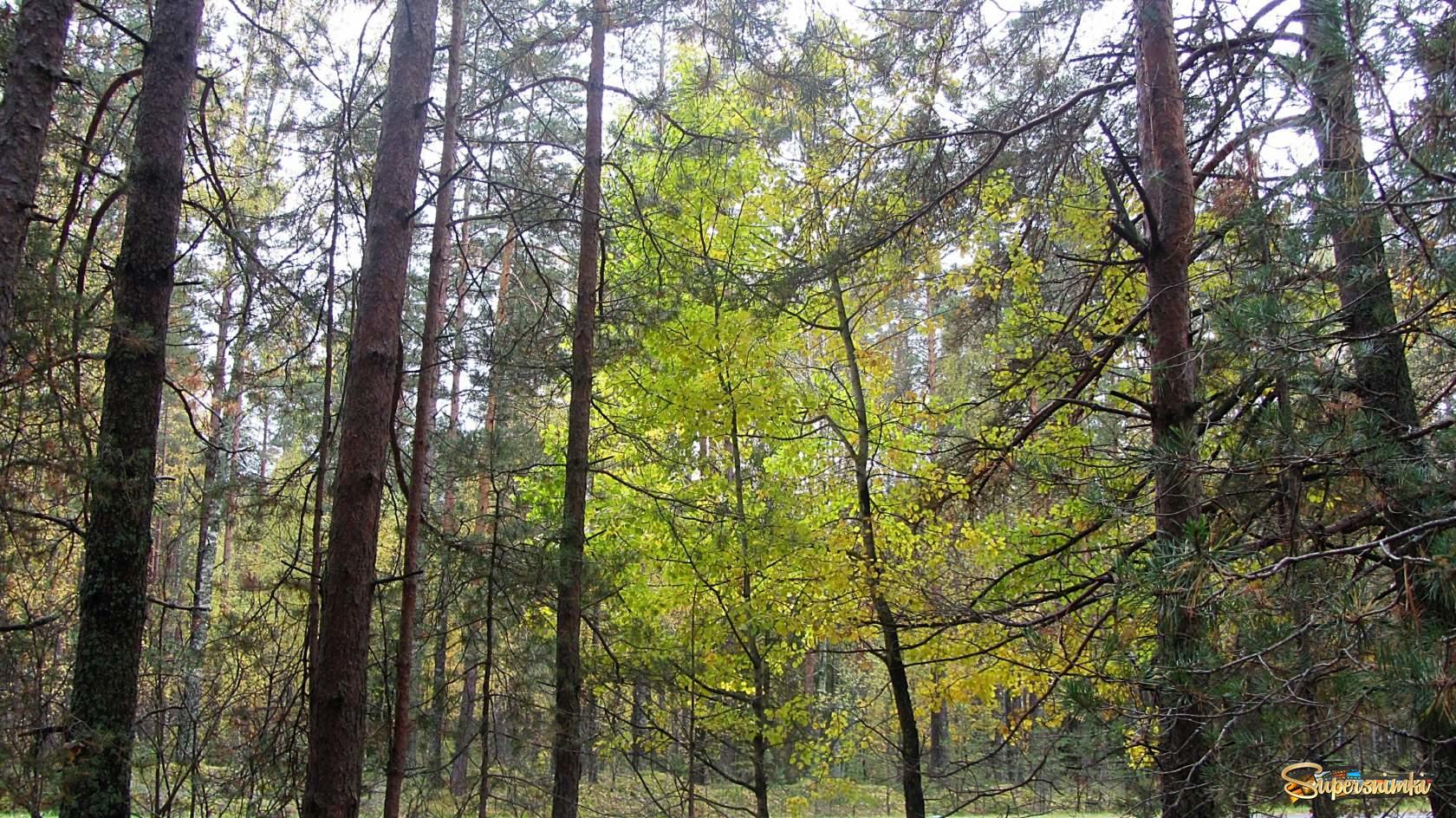 Осень в лесу 