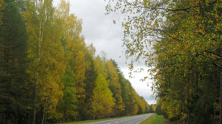 Осенний лес