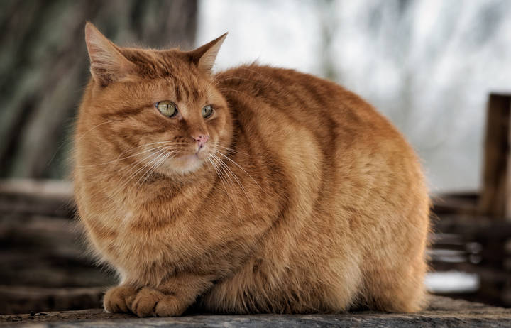 Котейка