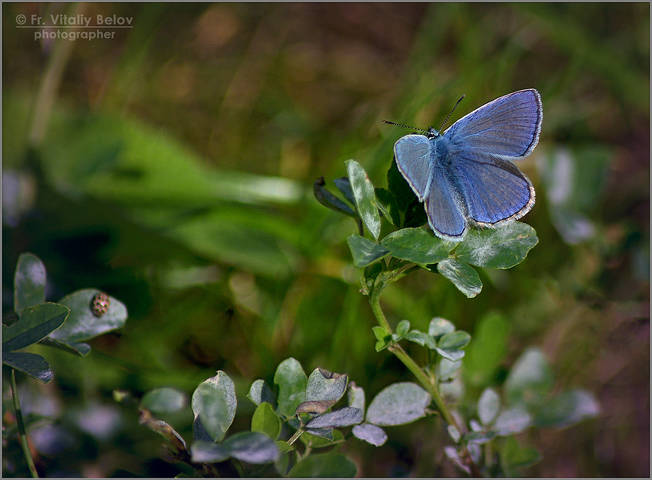 Lycaenidae