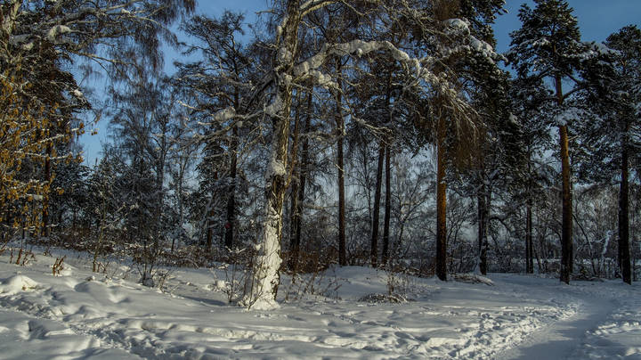В зимнем парке.