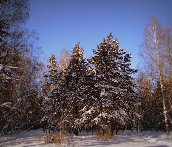 Морозный , солнечный , зимний день .