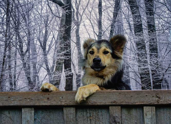 "Жил был пес"