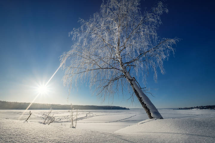 Январская береза