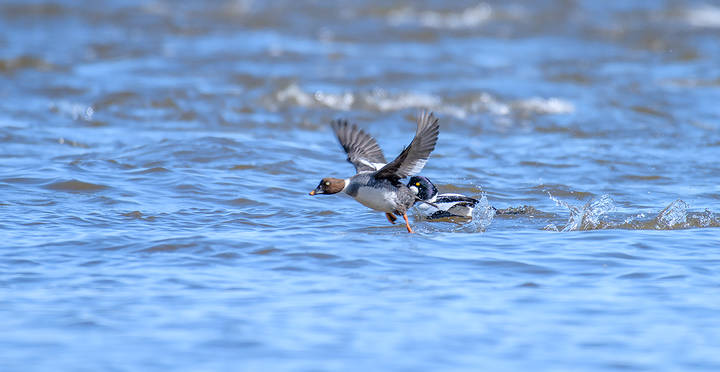 	 Common goldeneye