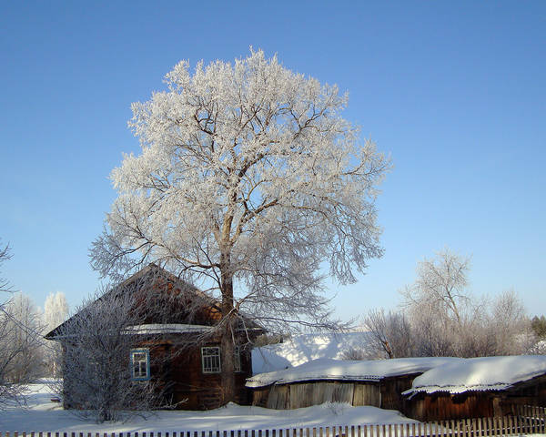 Родовое дерево.