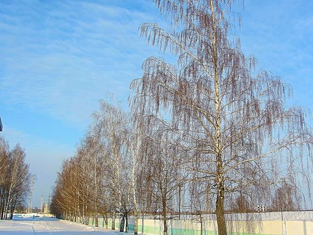Морозное утро