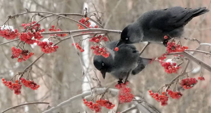 Ухажор