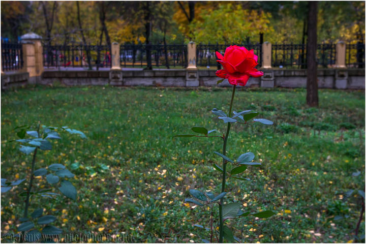 Роза...