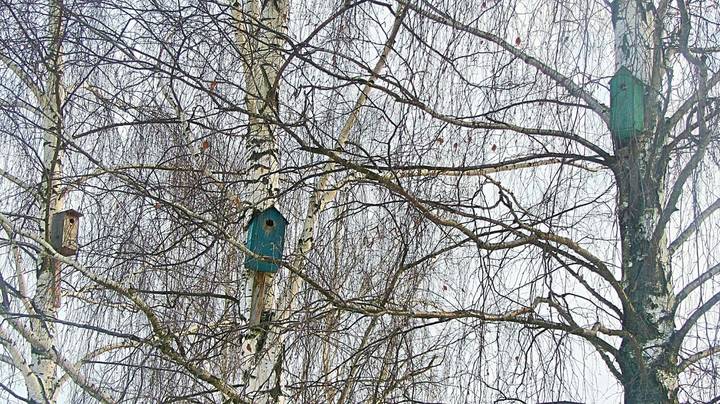 Ждут своих хозяев