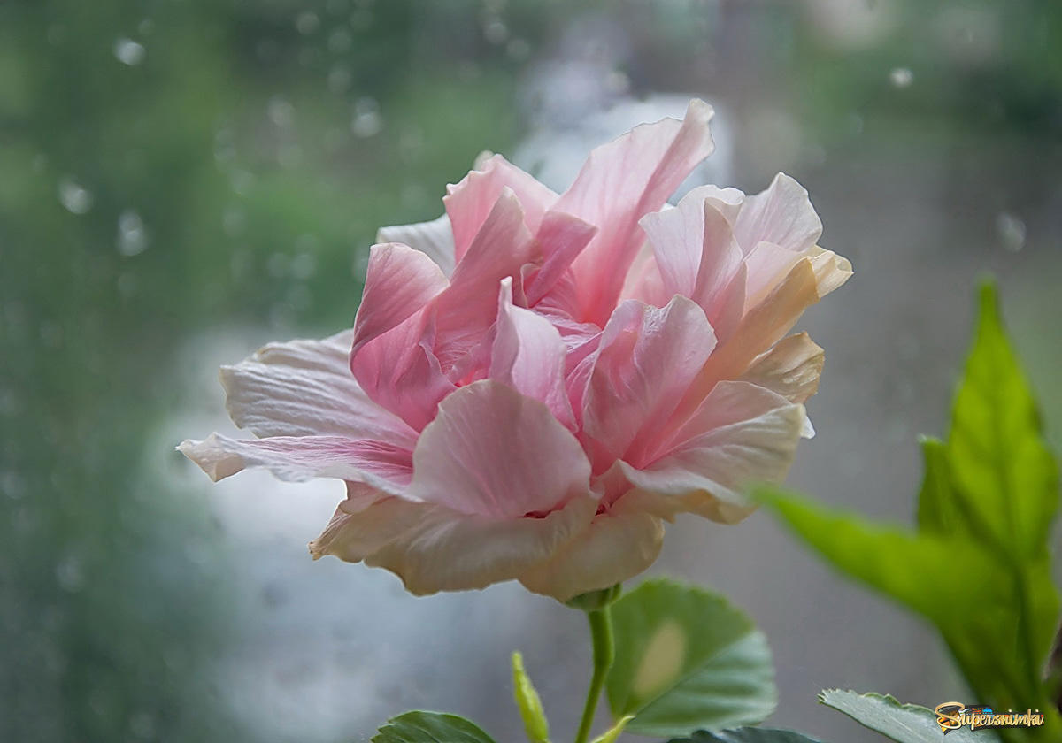  Роза и дождь