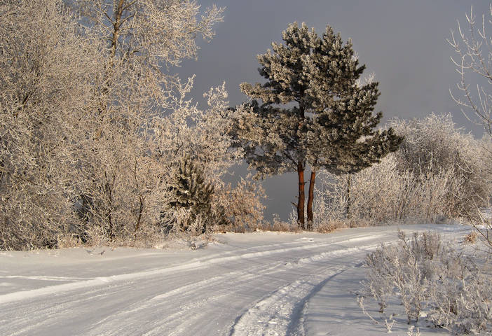 Две сосёнки,как сестрёнки...