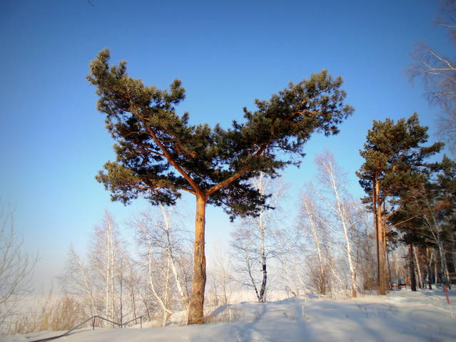 Одинокая сосна  на берегу .