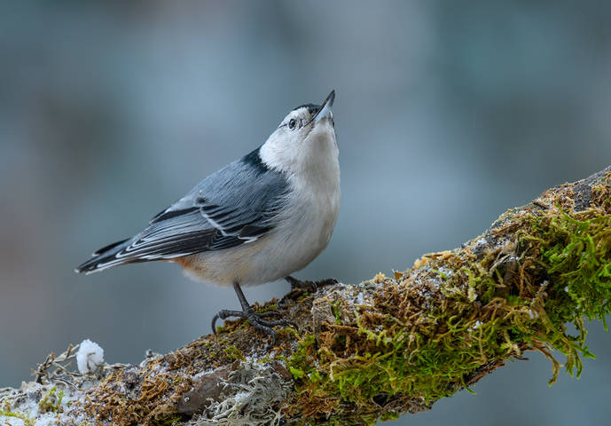 White-breasted Nuthatch