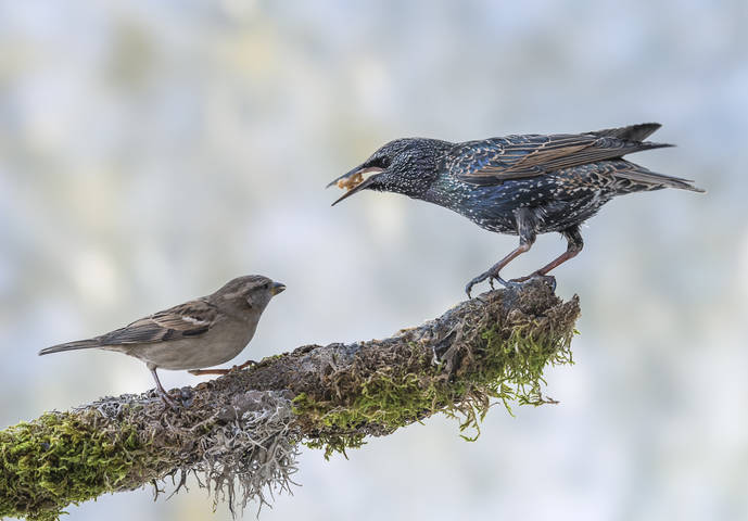 Common starling