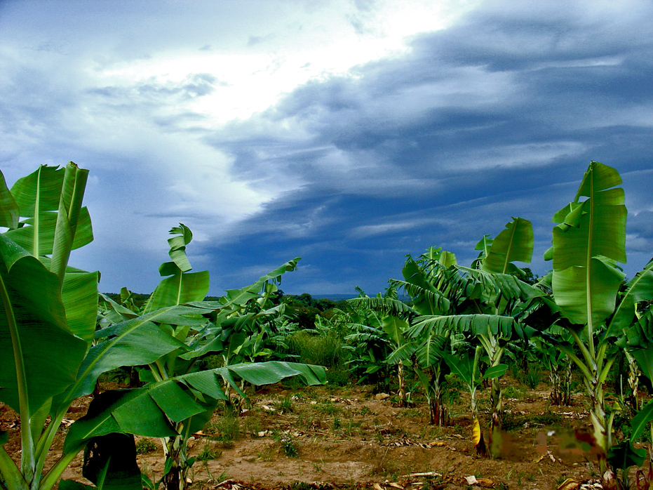 Сельхозпосадки и флора в республике Ангола