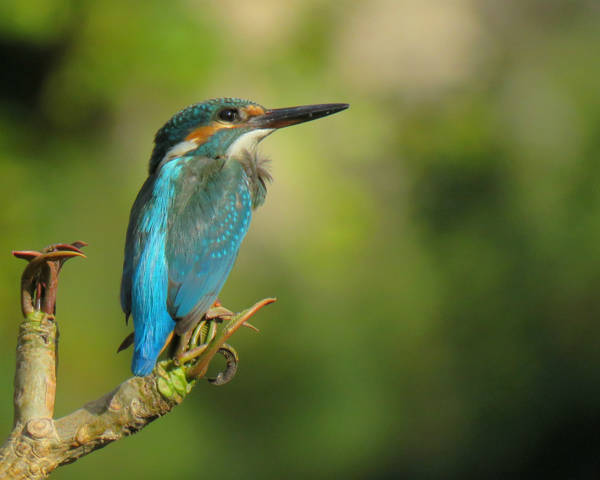 KINGFISHER