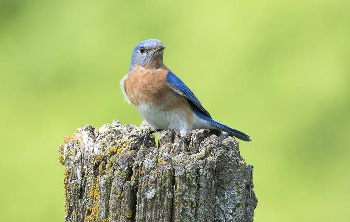 Eastern bluebird (male)
