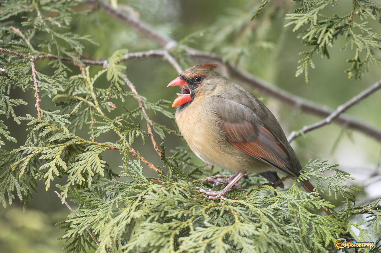 Northern Cardinal ♀ 